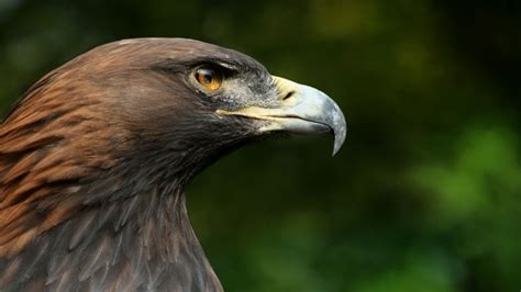 Amazing Royal Eagle .